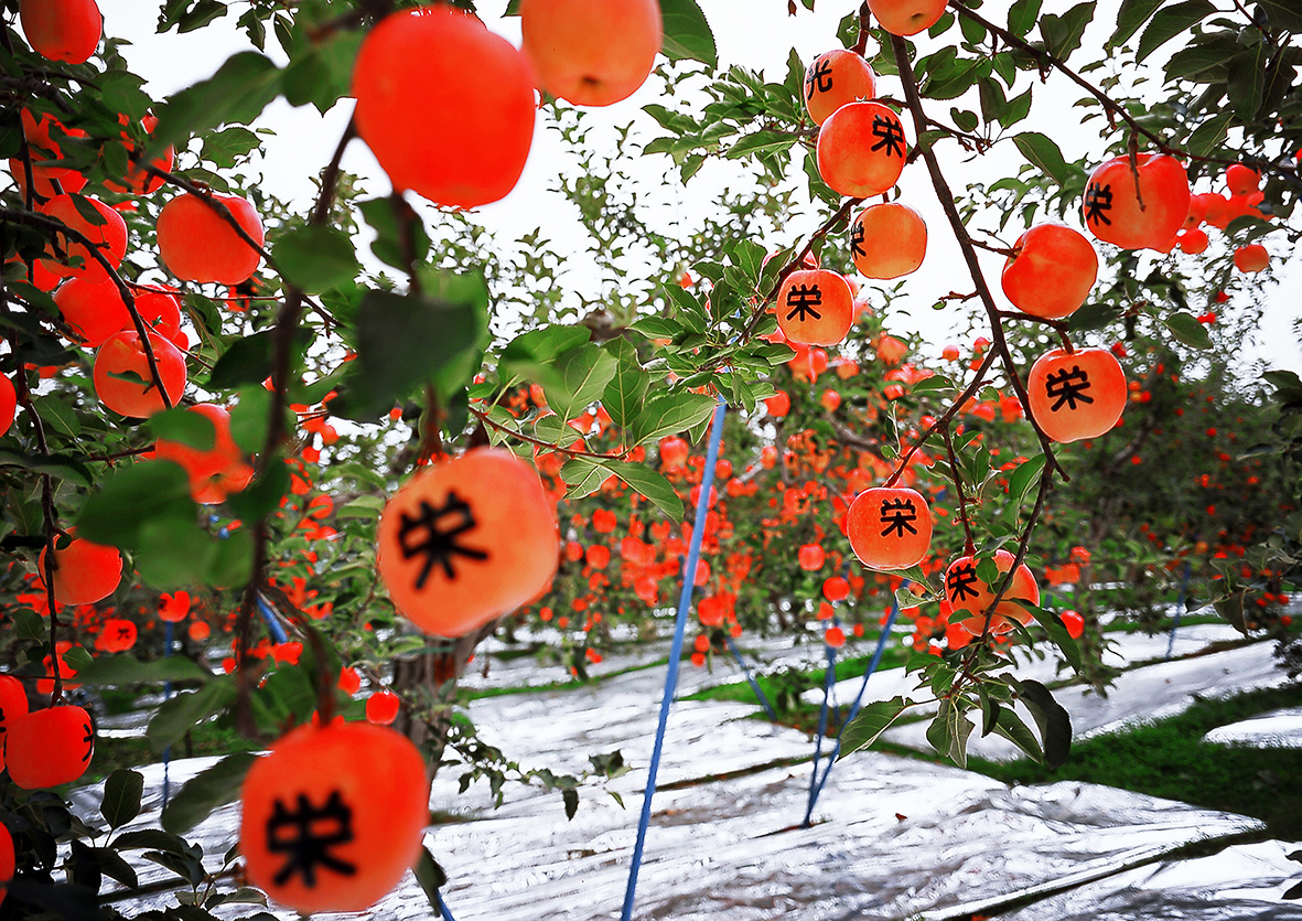 AOMORI 1 Lucienne van der Mijle KZOD