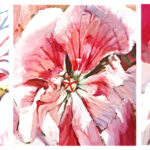 Pelargonium Wagemania