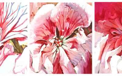 Pelargonium Wagemania